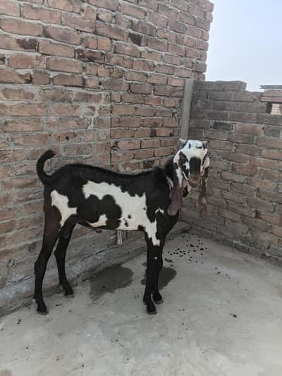 Male bakra for sale