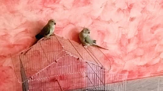 parrots sale