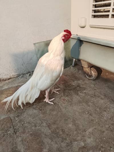 High quality Aseel cock for sale