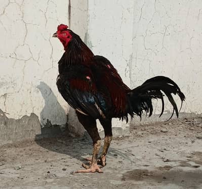 phanus pakoya pure  100%