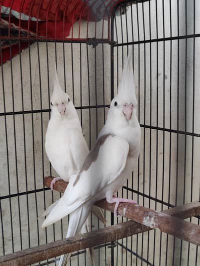 cocktail breader pair with agge