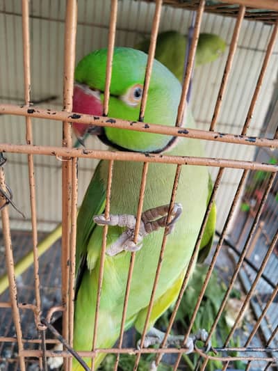 Pair Parrot For Sale