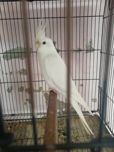 Top Quality Eno and Common White Cockatiels