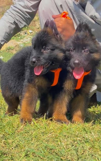 Pure German Shepherd  puppies Available for sale