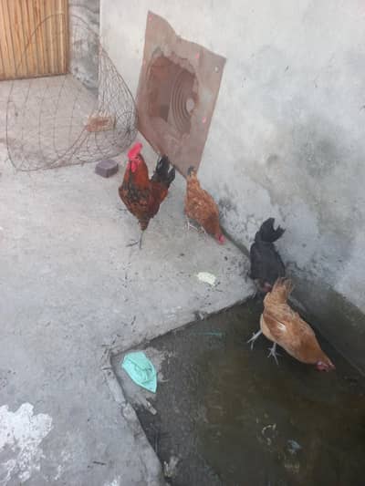 dasi hens for sale