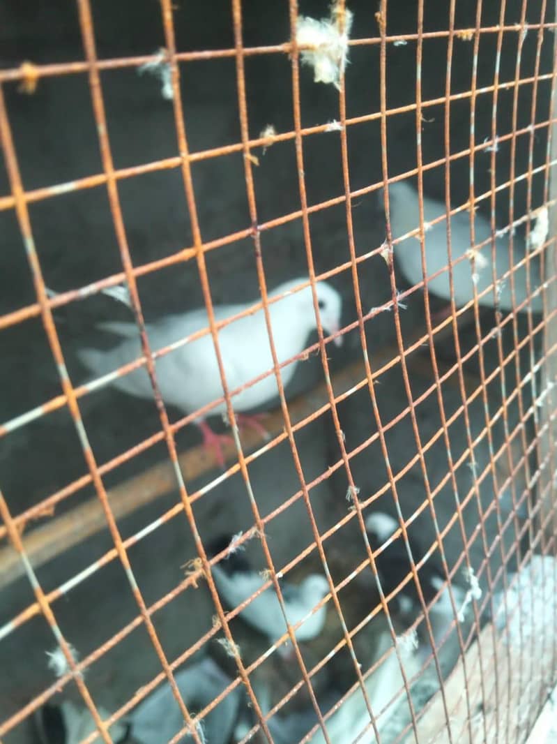 pigeons kabootar 0