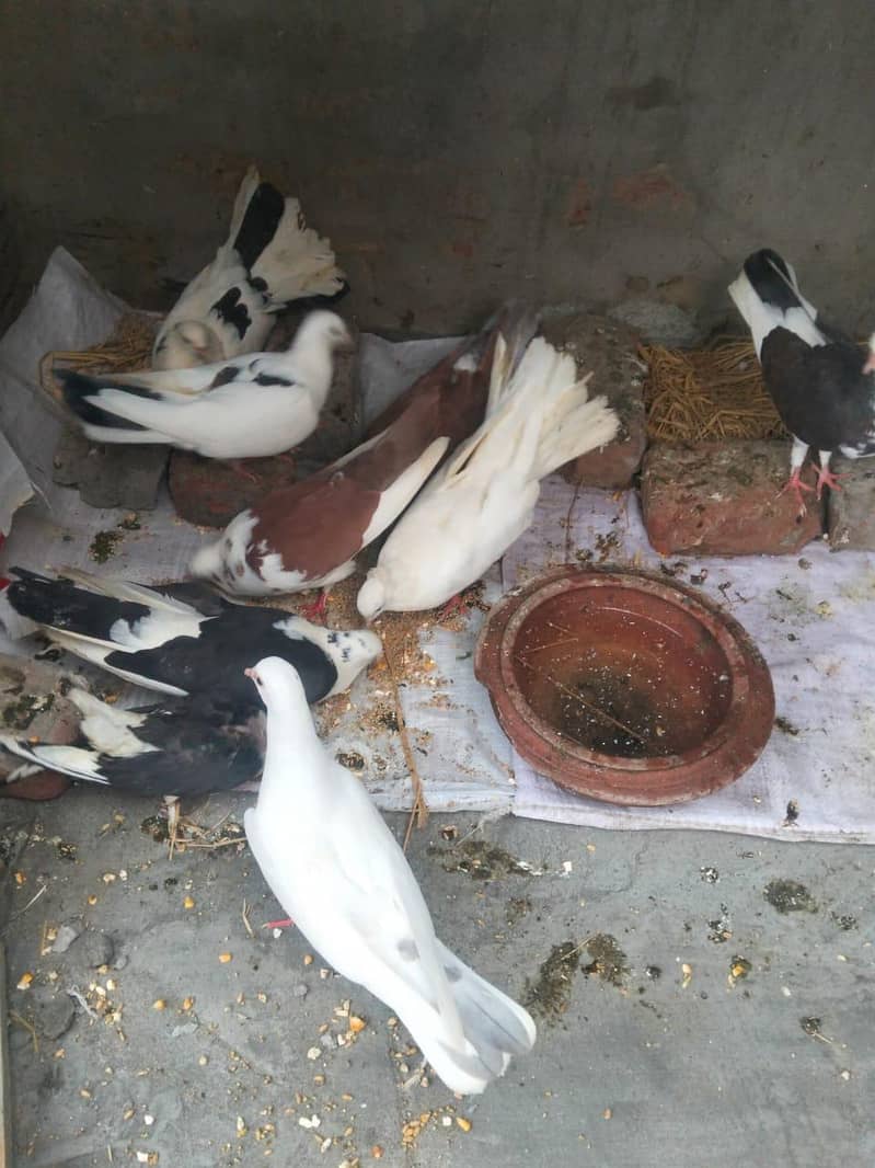 pigeons kabootar 1
