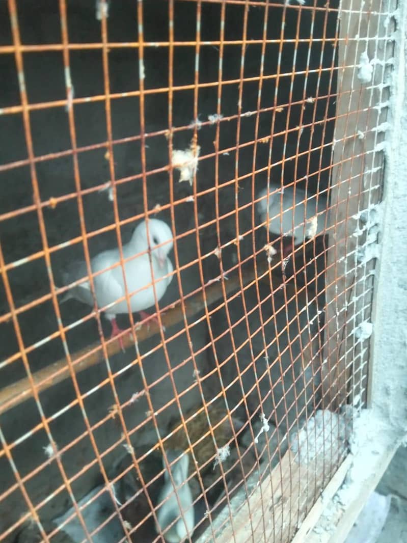 pigeons kabootar 2