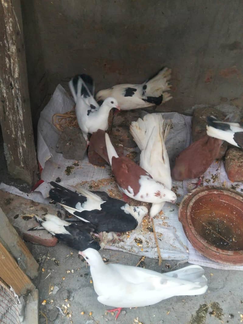 pigeons kabootar 3