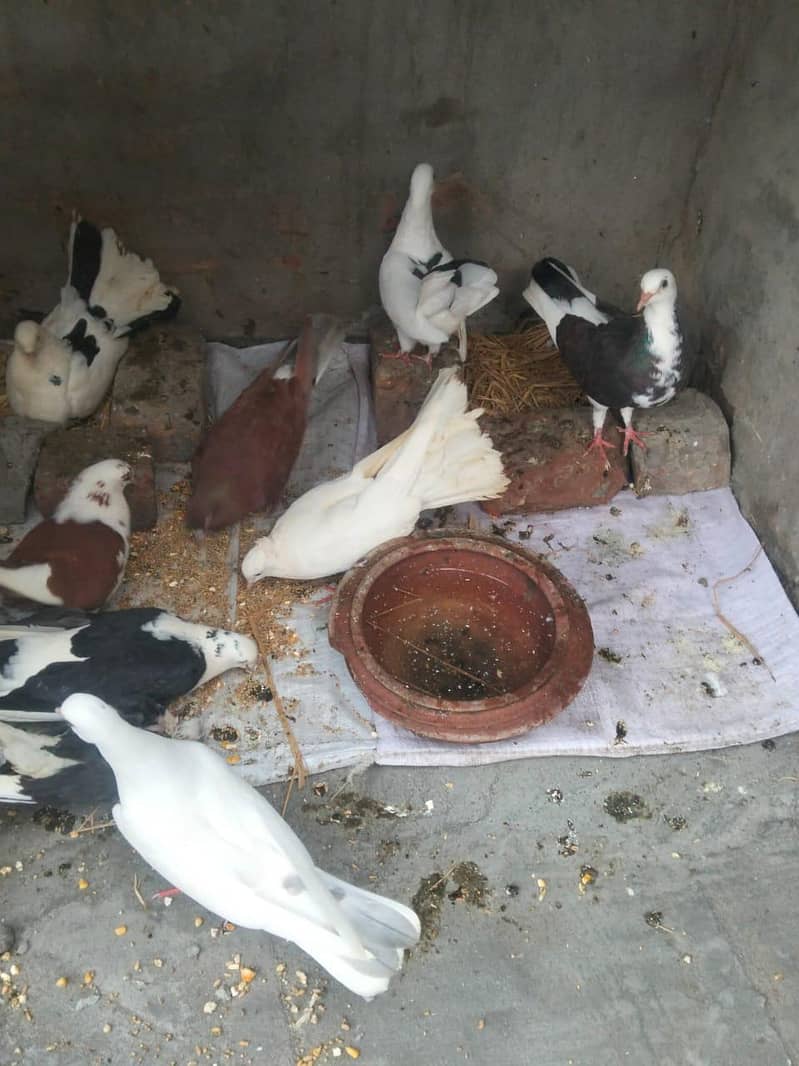 pigeons kabootar 6