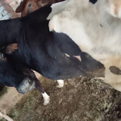 Healthy Beautiful Cow for Sale | Dairy Cow | Milk Cow