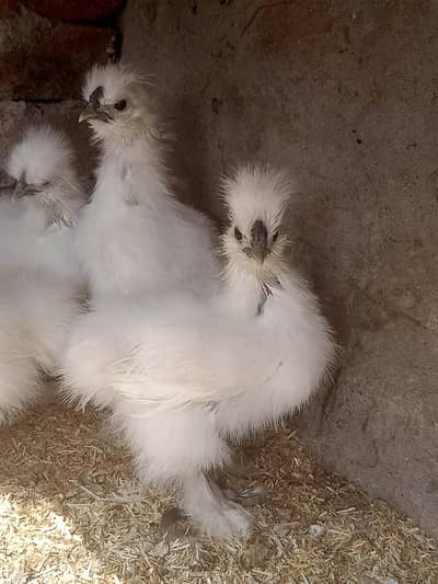 Silkie chicks
