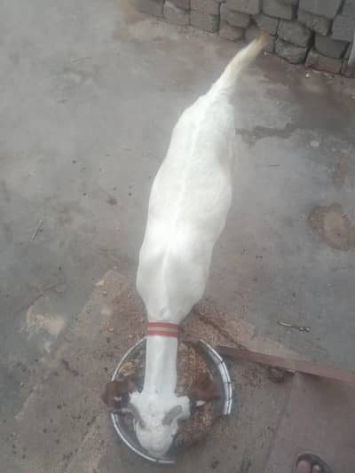 gote1