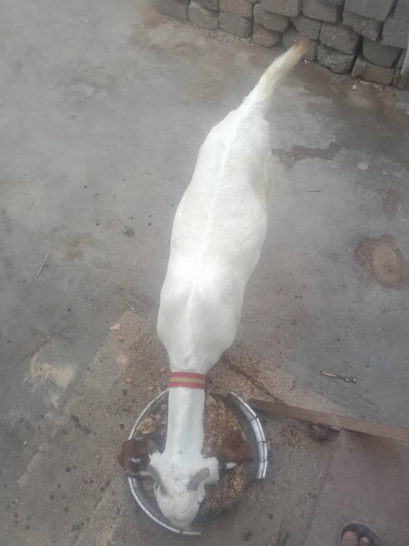 gote1 0