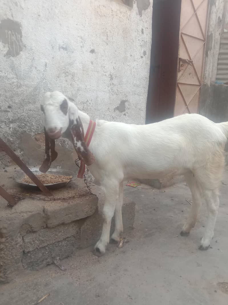 gote1 1