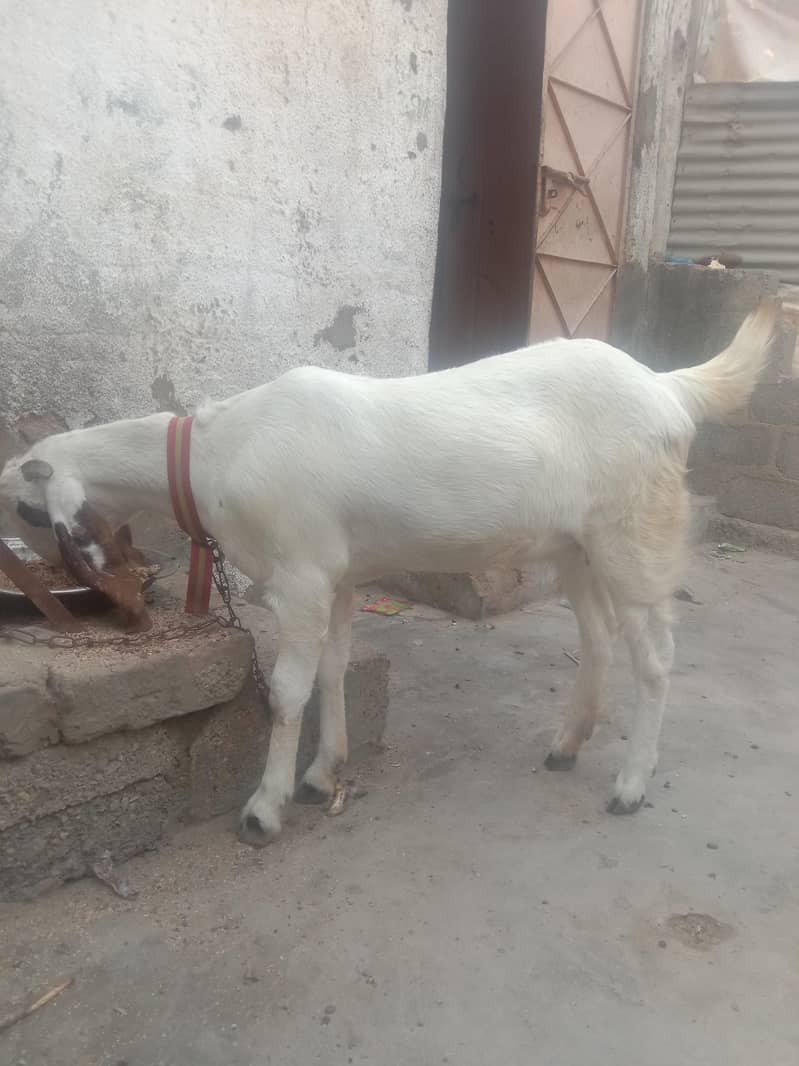 gote1 2