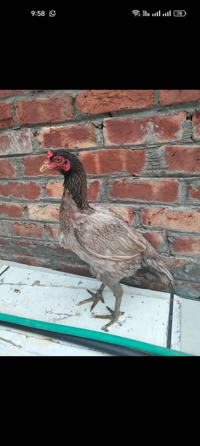 slati vatnam Female for sale 03053391036