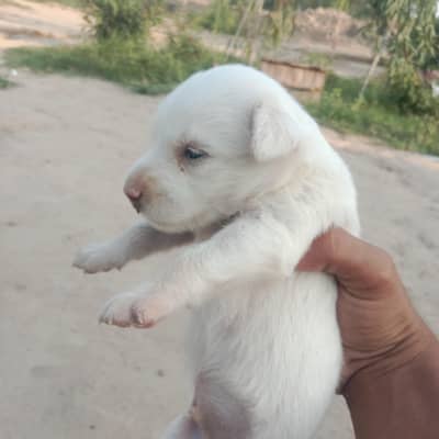 White Puppy Healthy and Active 1 Month Old