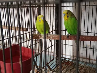 Breeder Australia budgies
