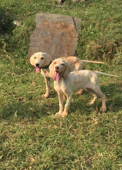German pointer pair