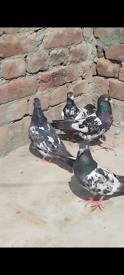 tedy breeder pairs available