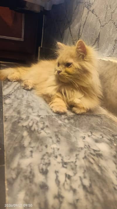 Persian cat