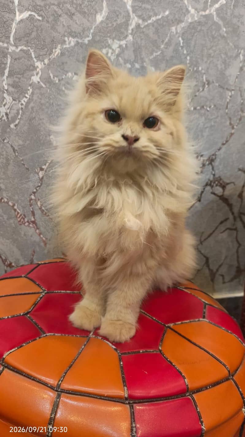 Persian cat 1