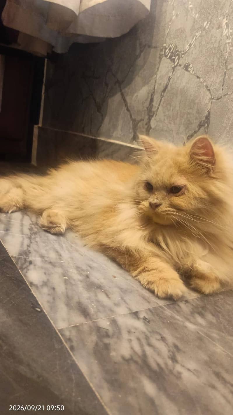 Persian cat 2