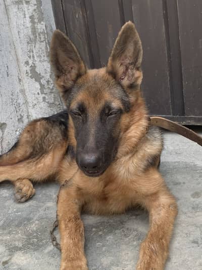 Non pedigree male double coat