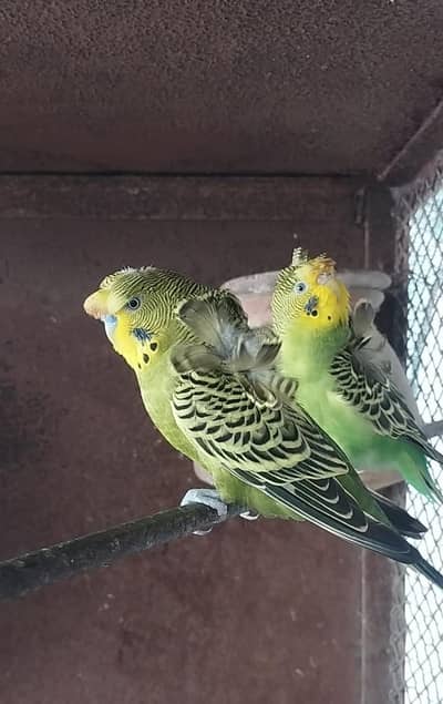 Hogoromo Cockatiel Budgies Australian parrot