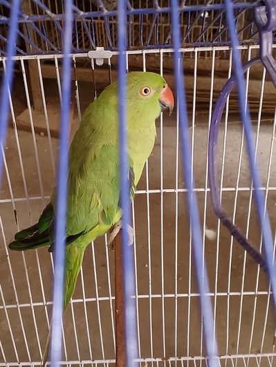 ringnak female