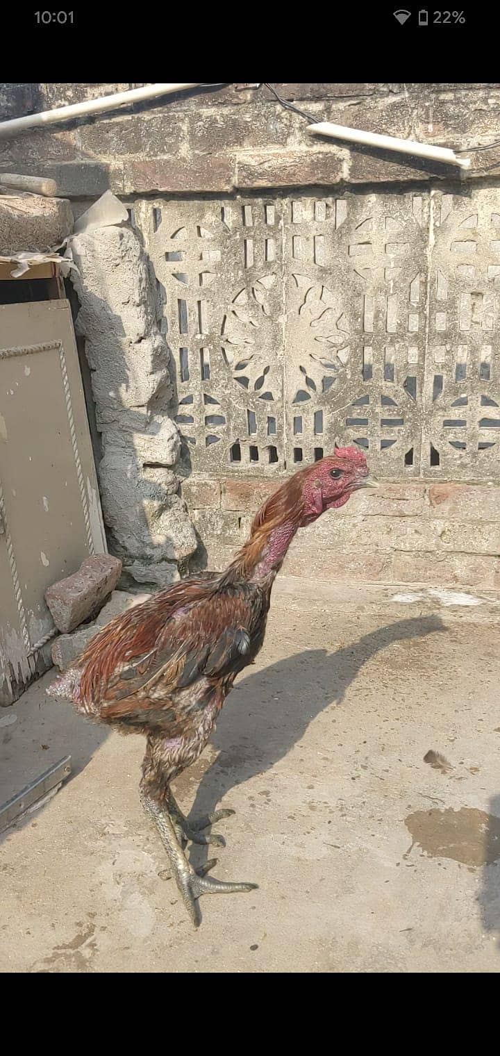long hight pure dragon aseel murga avalaible for sale 1