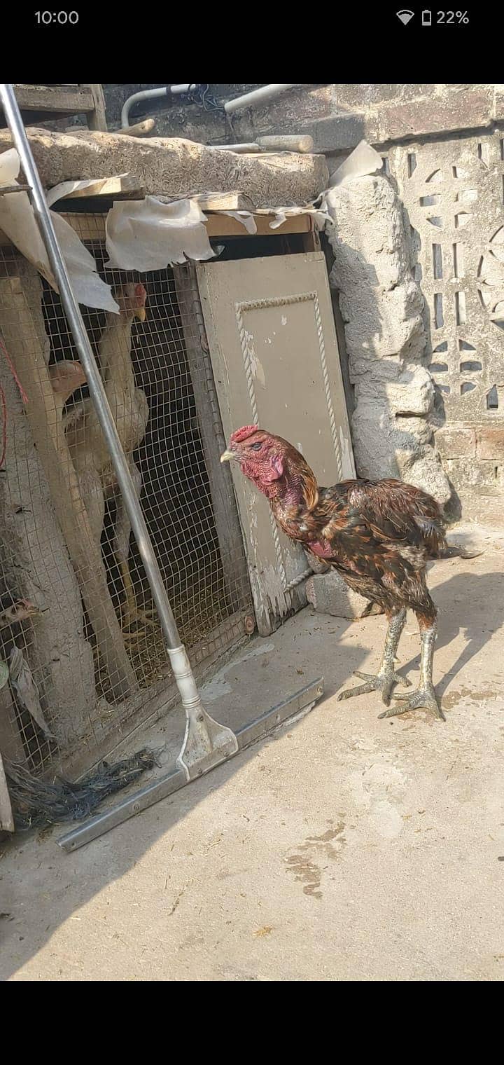 long hight pure dragon aseel murga avalaible for sale 2
