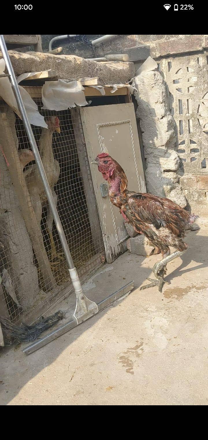 long hight pure dragon aseel murga avalaible for sale 3