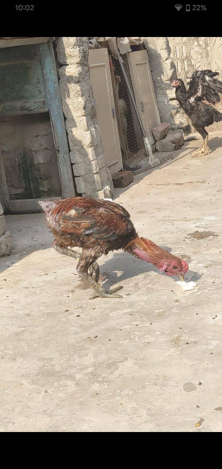 long hight pure dragon aseel murga avalaible for sale 4