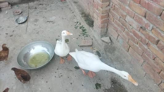 vip young duck bhht achi ha