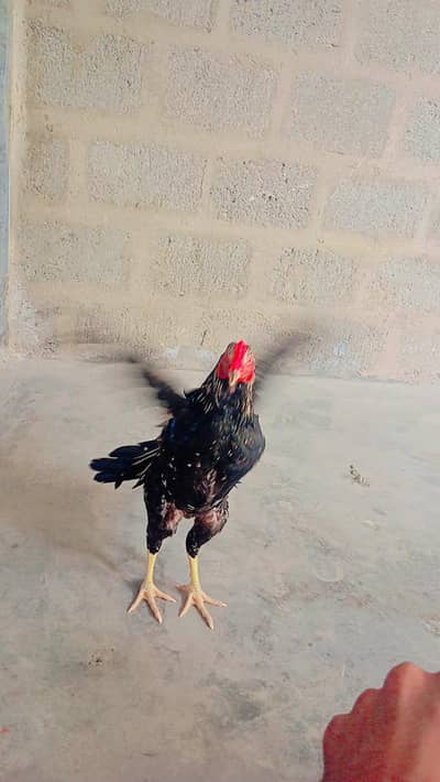 aseel murga