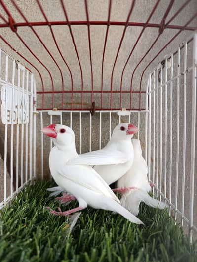 Albino java trio & shaftail female