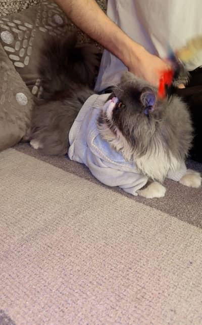 Peki Face / Piki Male cat / Pike Male cat Availible