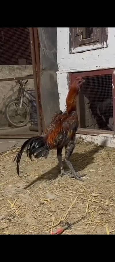 long hight pure dragon aseel murga avalaible for sale