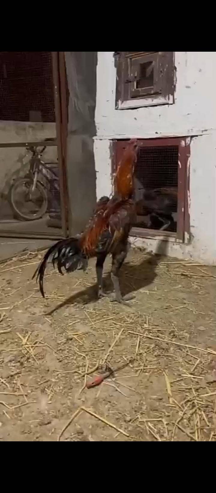 long hight pure dragon aseel murga avalaible for sale 5