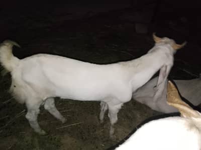 gulabi goat's