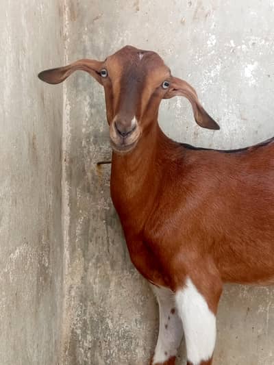 2 dantt bakri