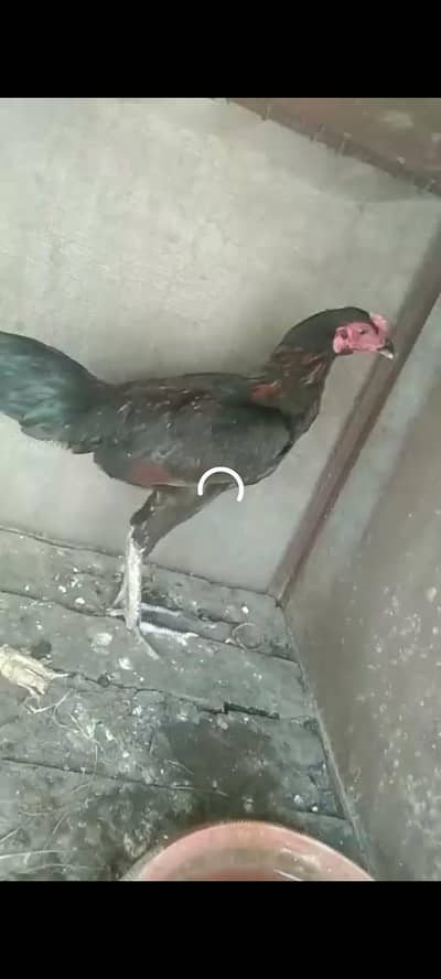 for sale