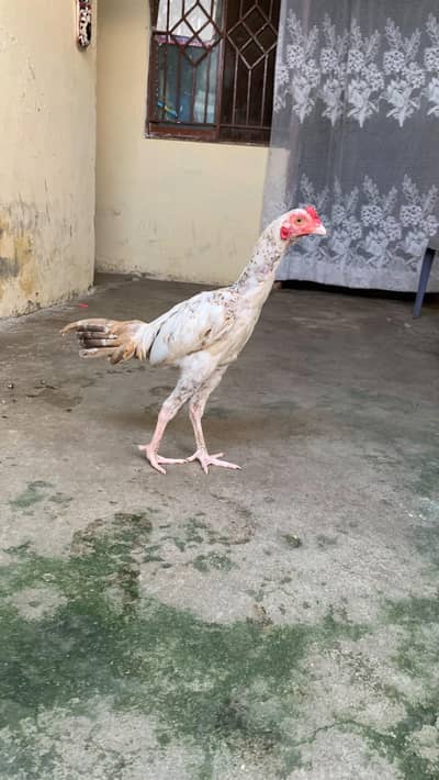 cheena patha