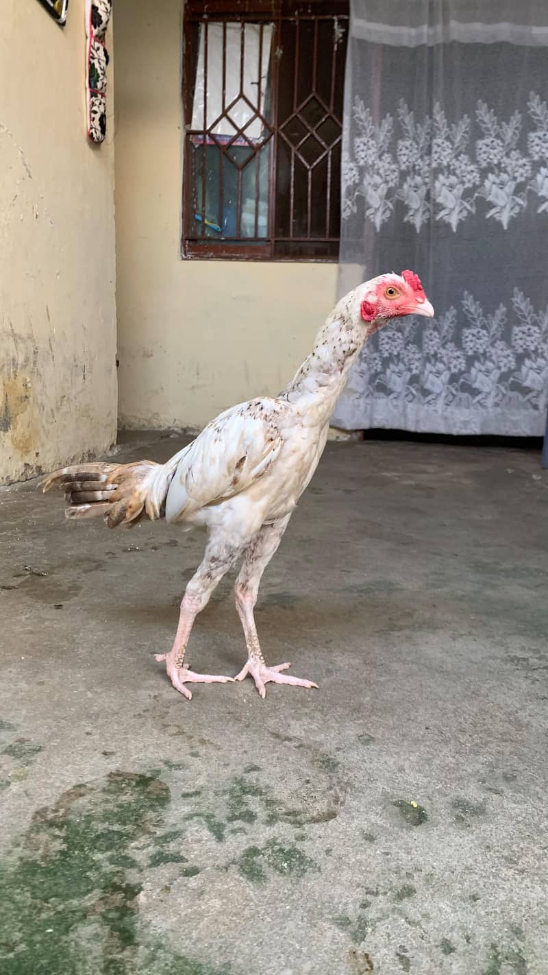 cheena patha 1