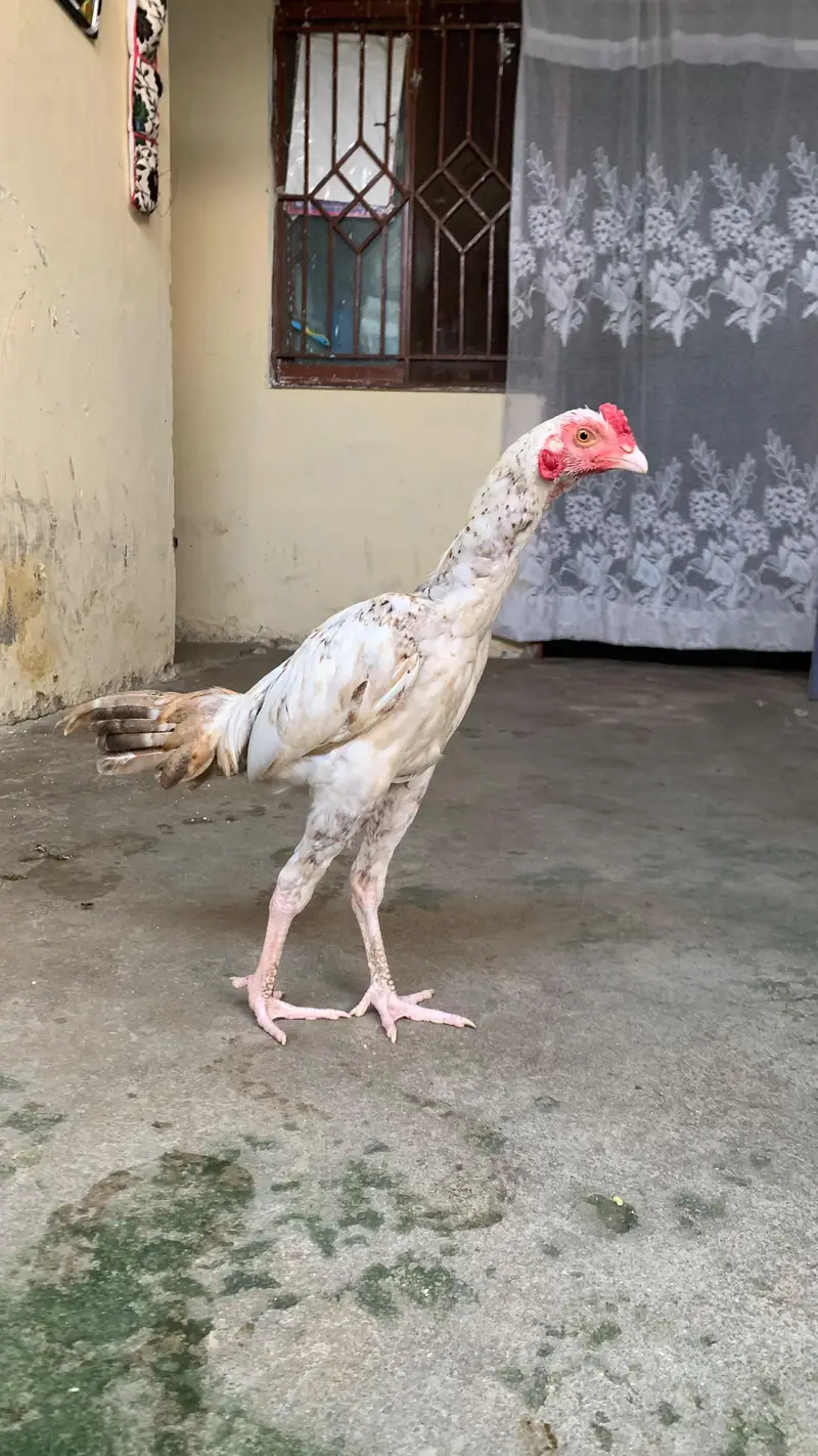 cheena patha — photo 2