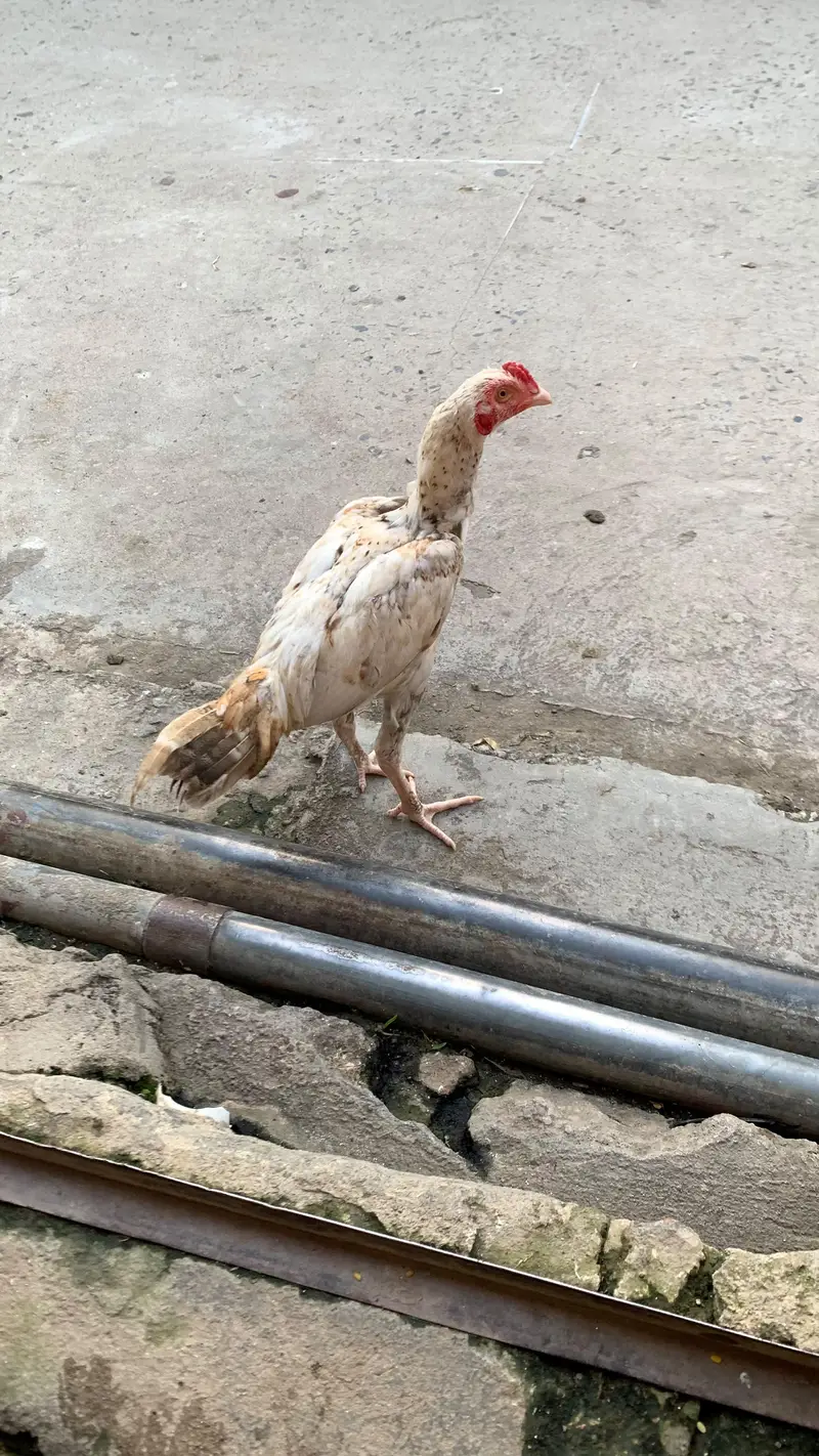 cheena patha — photo 3