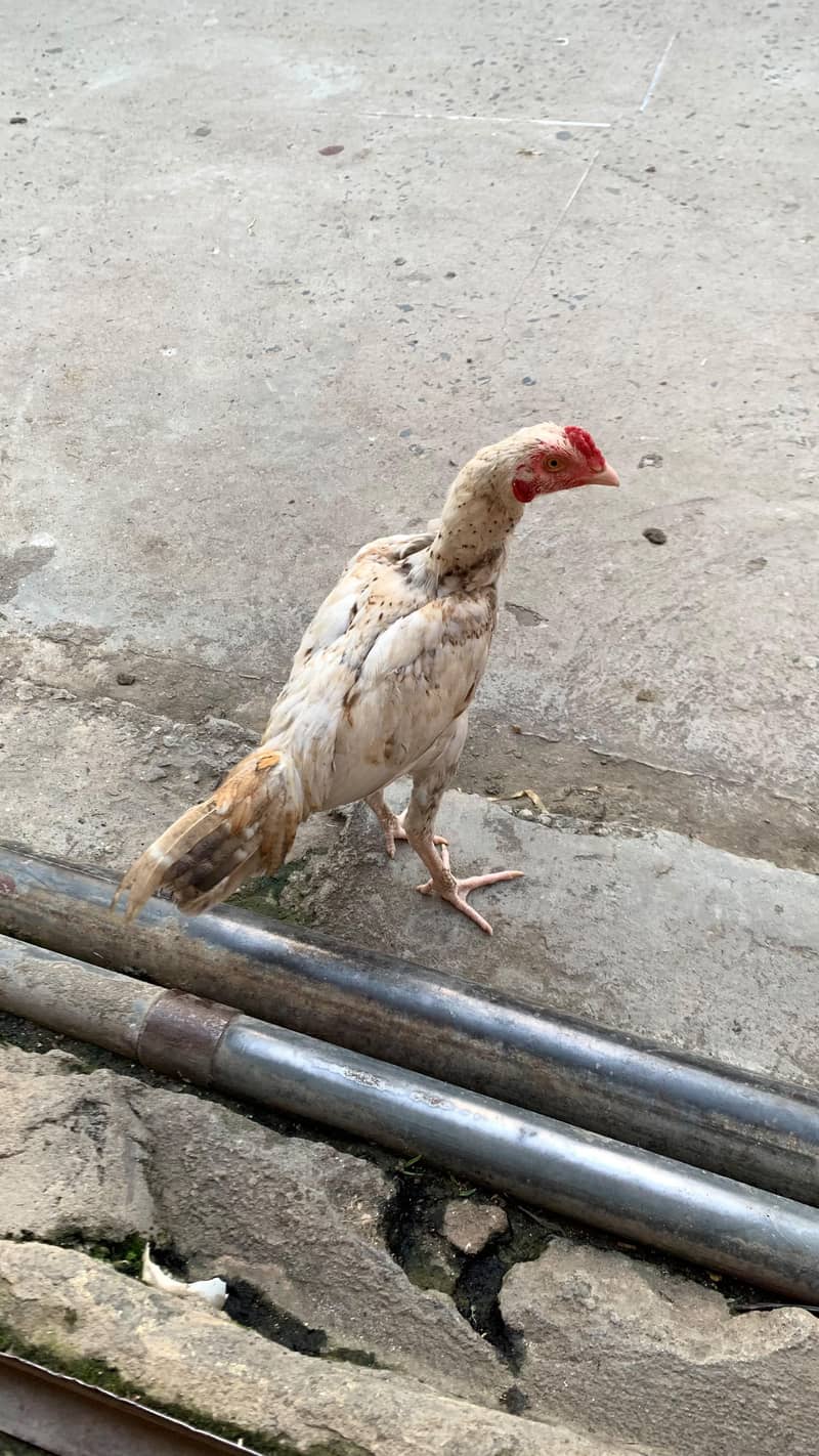 cheena patha 3