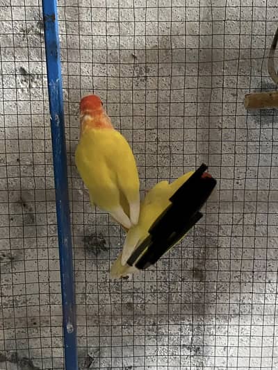 Loutino opline lovebirds breeder pair